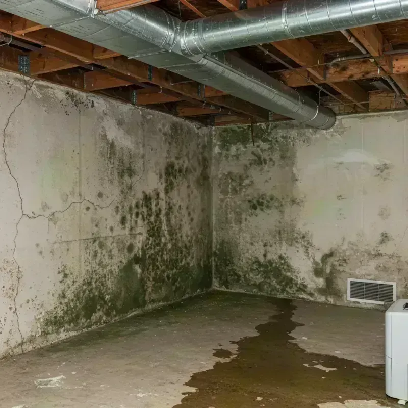 Professional Mold Removal in Shiloh, IL